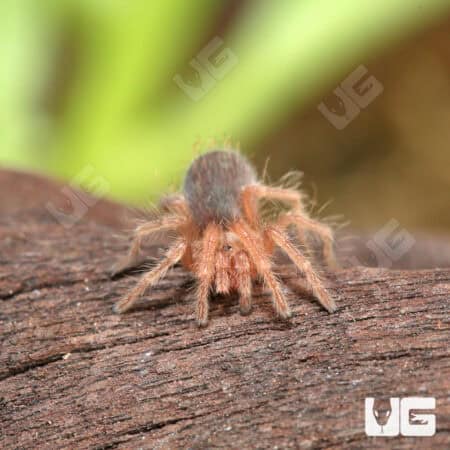 Red Phase Chilean Rose Hair Tarantula (.25 - .75'') (Grammostola rosea) For Sale - Underground Reptiles