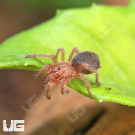 Red Phase Chilean Rose Hair Tarantula (.25 - .75'') (Grammostola rosea) For Sale - Underground Reptiles