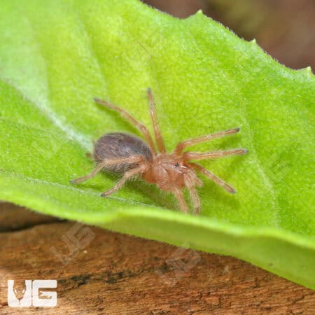 Red Phase Chilean Rose Hair Tarantula (.25 - .75'') (Grammostola rosea) For Sale - Underground Reptiles