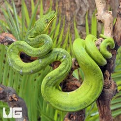 Emerald Tree Boas For Sale - Underground Reptiles