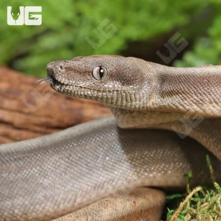 Sterling 66% Het Blood (Pos Jungle) Boa For Sale - Underground Reptiles