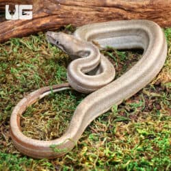 Sterling 66% Het Blood (Pos Jungle) Boa For Sale - Underground Reptiles