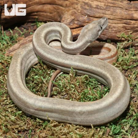 Sterling 66% Het Blood (Pos Jungle) Boa For Sale - Underground Reptiles