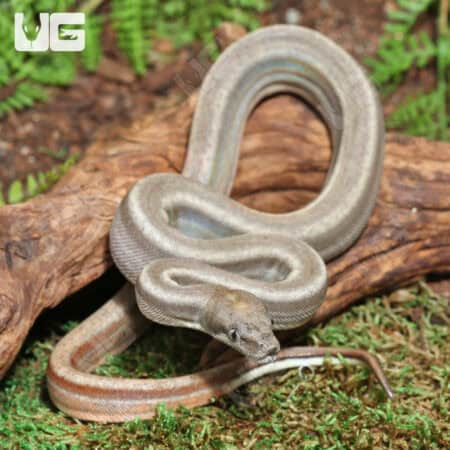 Sterling 66% Het Blood (Pos Jungle) Boa For Sale - Underground Reptiles