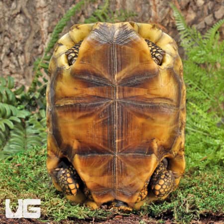 Sub Adult Amazon Basin Yellow Foot Tortoise (Geochelone denticulata) For Sale - Underground Reptiles