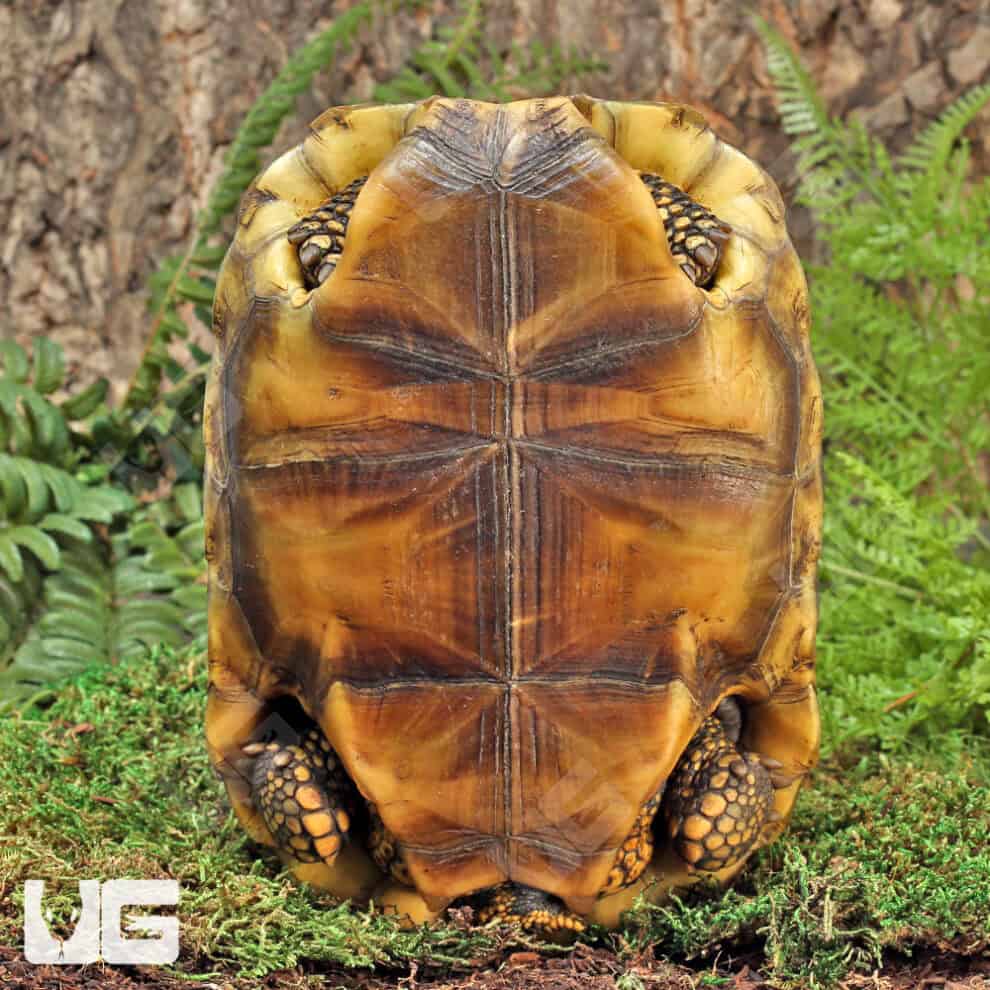 Starburst Amazon Basin Yellowfoot Tortoise (Geochelone denticulata) For ...