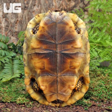 Sub Adult Amazon Basin Yellow Foot Tortoise (Geochelone denticulata) For Sale - Underground Reptiles