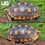 Sub Adult Amazon Basin Yellow Foot Tortoise (Geochelone denticulata) For Sale - Underground Reptiles
