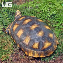 Sub Adult Amazon Basin Yellow Foot Tortoise (Geochelone denticulata) For Sale - Underground Reptiles