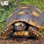 Sub Adult Amazon Basin Yellow Foot Tortoise (Geochelone denticulata) For Sale - Underground Reptiles