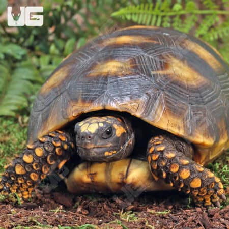 Sub Adult Amazon Basin Yellow Foot Tortoise (Geochelone denticulata) For Sale - Underground Reptiles