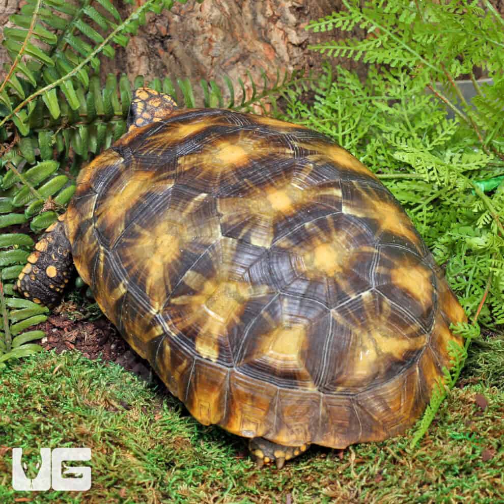 Starburst Amazon Basin Yellowfoot Tortoise (Geochelone denticulata) For ...