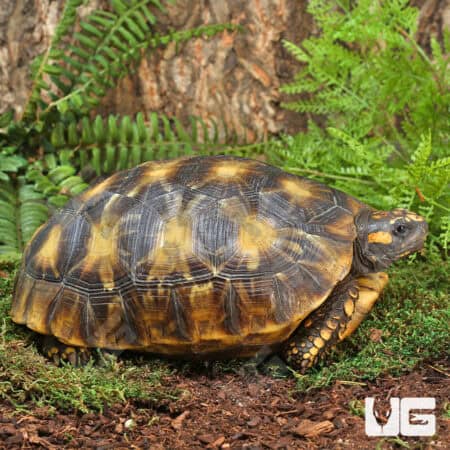 Sub Adult Amazon Basin Yellow Foot Tortoise (Geochelone denticulata) For Sale - Underground Reptiles
