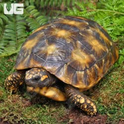 Sub Adult Amazon Basin Yellow Foot Tortoise (Geochelone denticulata) For Sale - Underground Reptiles