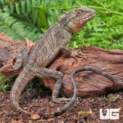 Two-Marked Forest Dragon (Hypsilurus binotatus) For Sale - Underground Reptile