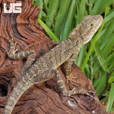 Two-Marked Forest Dragon (Hypsilurus binotatus) For Sale - Underground Reptile