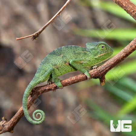 Baby Veiled Chameleons For Sale - Underground Reptiles