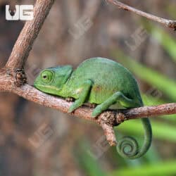 Baby Veiled Chameleons For Sale - Underground Reptiles