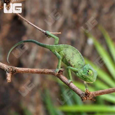 Baby Veiled Chameleons For Sale - Underground Reptiles