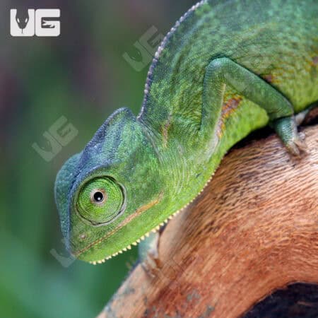 Baby Veiled Chameleons For Sale - Underground Reptiles