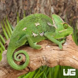 9-11 Inch Veiled Chameleons For Sale - Underground Reptiles