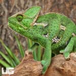 9-11 Inch Veiled Chameleons For Sale - Underground Reptiles