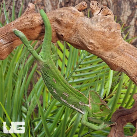 9-11 Inch Veiled Chameleons For Sale - Underground Reptiles