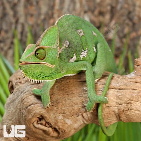 9-11 Inch Veiled Chameleons For Sale - Underground Reptiles