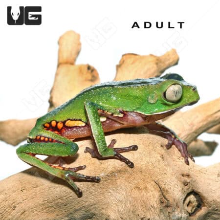 Baby White Lined Leaf Frog in natural habitat, showcasing vibrant green coloration and distinctive w.