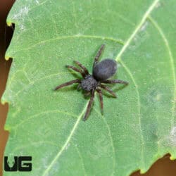 Yellowhead Velvet Spiders For Sale - Underground Reptiles