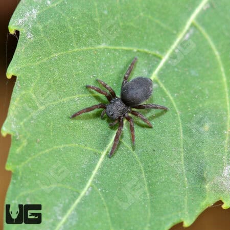Yellowhead Velvet Spiders For Sale - Underground Reptiles