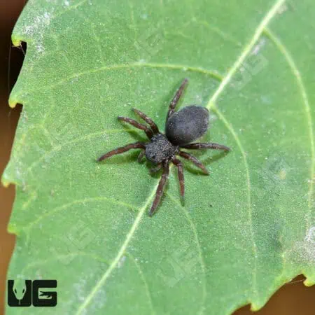 Yellowhead Velvet Spiders For Sale - Underground Reptiles