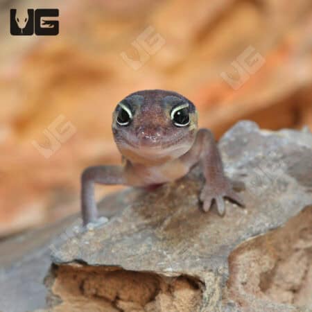 Baby African Fat Tail Geckos For Sale - Underground Reptiles