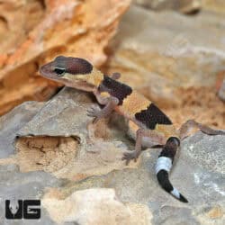 Baby African Fat Tail Geckos For Sale - Underground Reptiles