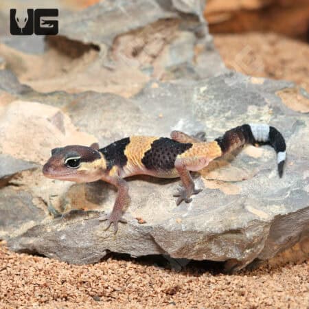 Baby African Fat Tail Geckos For Sale - Underground Reptiles