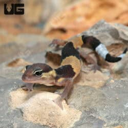 Baby African Fat Tail Geckos For Sale - Underground Reptiles