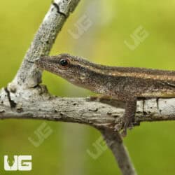 Cameroon Dwarf Gecko For Sale - Underground Reptiles