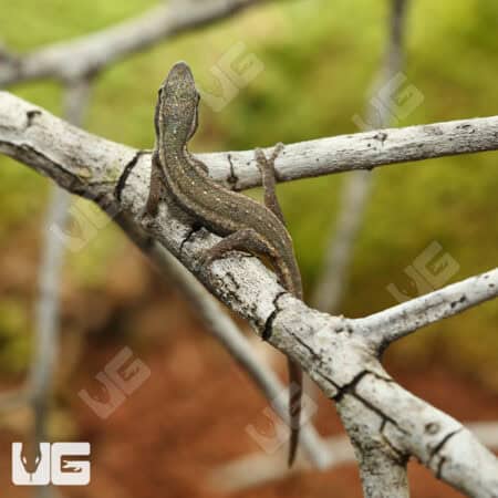 Cameroon Dwarf Gecko For Sale - Underground Reptiles