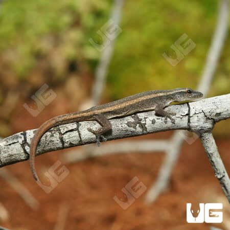Cameroon Dwarf Gecko For Sale - Underground Reptiles