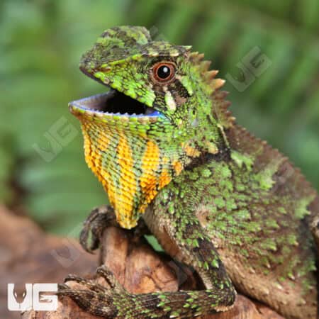 Juvenile Chameleon Forest Dragon (Gonocephalus chamaeleontinus) For Sale - Underground Reptiles