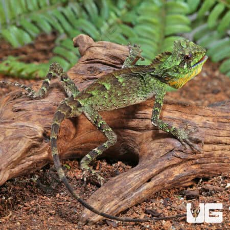 Juvenile Chameleon Forest Dragon (Gonocephalus chamaeleontinus) For Sale - Underground Reptiles