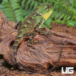 Juvenile Chameleon Forest Dragon (Gonocephalus chamaeleontinus) For Sale - Underground Reptiles