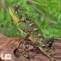 Juvenile Chameleon Forest Dragon (Gonocephalus chamaeleontinus) For Sale - Underground Reptiles