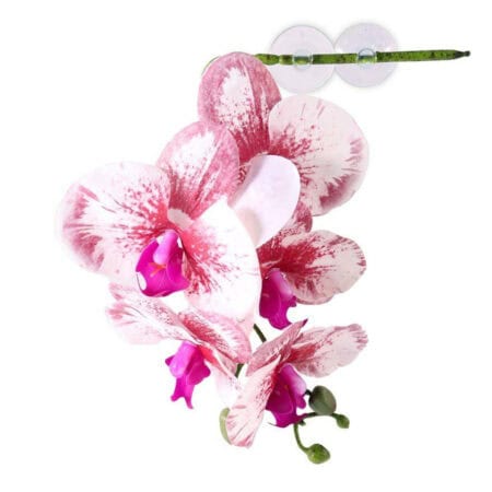 Beautiful orchid flower with pink and white petals and purple center.