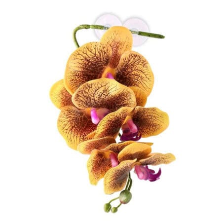 Orchid flower with yellow petals and pink accents, showcasing exotic tropical beauty.