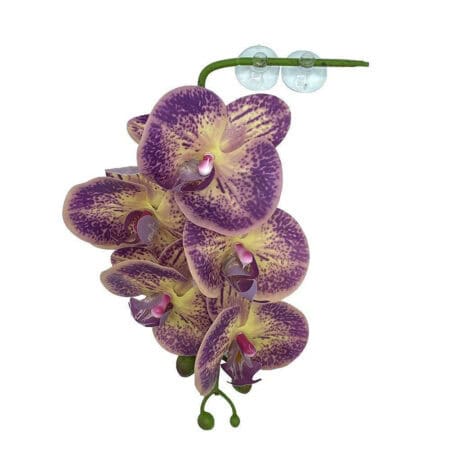 Orchid flower with purple and yellow petals, attached to a sticky note and tape. Perfect for reptile.