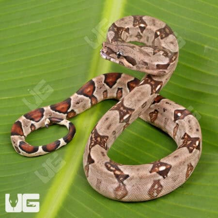 Male 66% Double Het Sterling Blood Boa (Possible Jungle) For Sale - Underground Reptiles