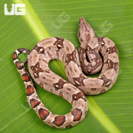 Male 66% Double Het Sterling Blood Boa (Possible Jungle) For Sale - Underground Reptiles