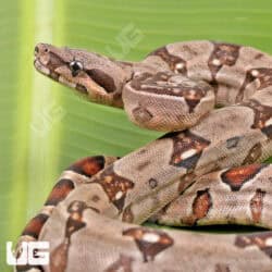 Male 66% Double Het Sterling Blood Boa (Possible Jungle) For Sale - Underground Reptiles