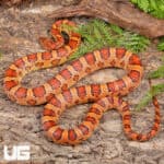 Adult Male Cornsnakes (Pantherophis guttatus) For Sale - Underground Reptiles